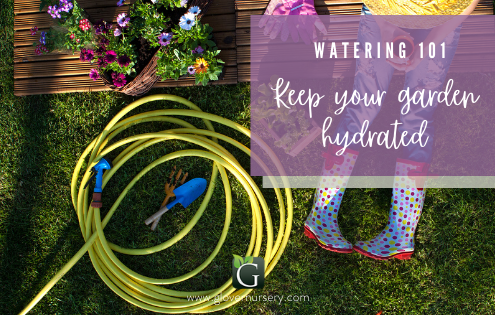 watering your new plants