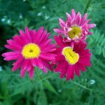Pyrethrum