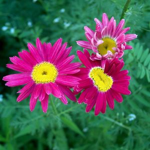 Pyrethrum