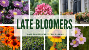 7 late summer summer bloomers for your garden