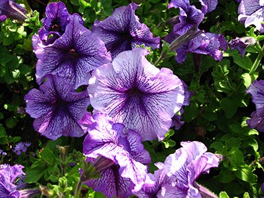 petunia