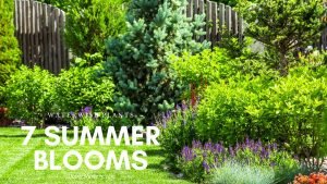 7-Summer-Blooms