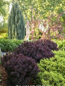 Berberis thunbergii Concorde