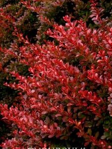 Berberis thunbergii Cherry Bomb