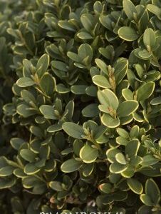 Buxus x Green Mountain_MN_wm