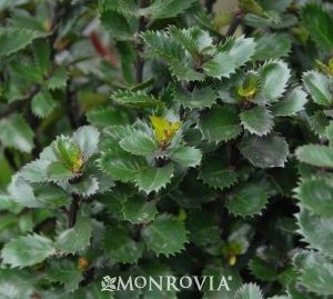 Ilex x meservae Scallywag