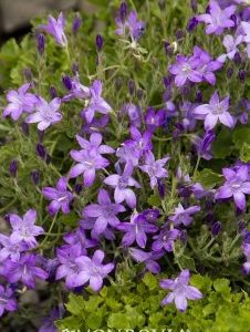Campanula portenschlagiana
