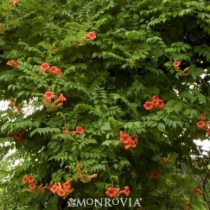 Campsis x tagliabuana