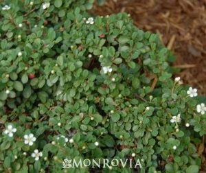 Cotoneaster dammeri Streibs Findling_MN_wm