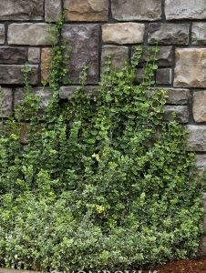 winter creeper euonymus fortunei backyard