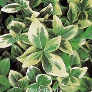 Euonymus fortunei Golden Prince