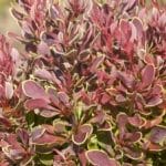 Berberis thunbergii Golden Ruby