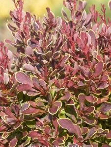 Berberis thunbergii Golden Ruby