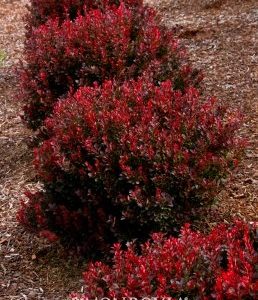 Berberis thunbergii Pygmy Ruby