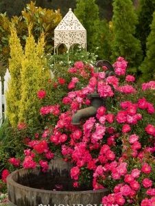 Rosa x Flower Carpet Pink Supreme