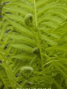 Matteuccia struthiopteris