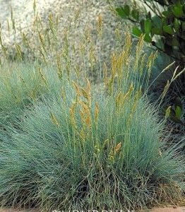 Blue Fescue