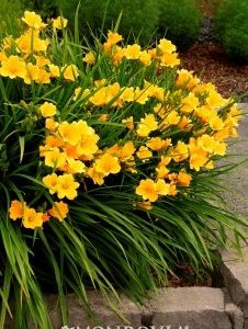 Hemerocallis x Stella de Oro