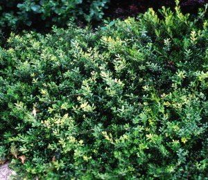 kinnikinnick plant hedge