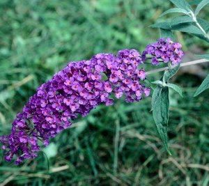 Black Knight Butterfly Bush