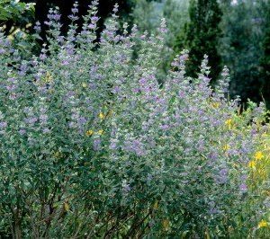 Dark Knight Bluebeard