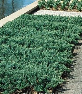 Juniperus horizontalis Blue Chip