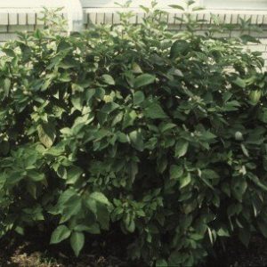 CornusserIsanti Dogwood