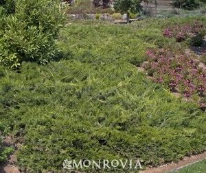 Juniperus sabina Buffalo