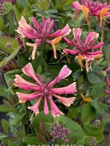 Lonicera x hecktrottii Goldflame