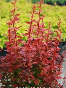 Berberis thunbergii Orange Rocket