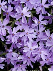 Phlox subulata Emerald Blue