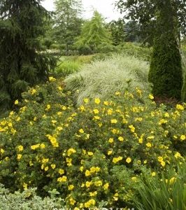 Potentilla fruticosa Goldfinger