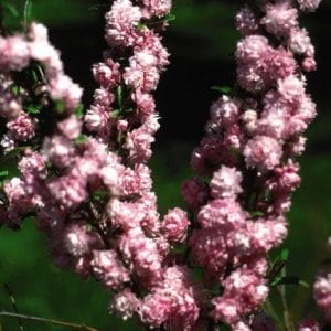 Prunusglan Pink Almond