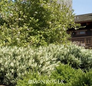 Prunus laurocerasus Otto Luyken_MN_wm