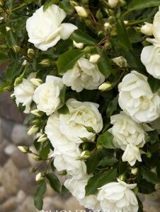 Rosa x Flower Carpet White