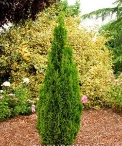 Thuja occidentalis Degroot