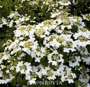 Viburnum plicatum tomentosum Summer Snowflake