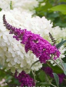 Buddleja x Miss Ruby