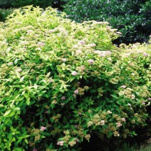 Spiraea japonica