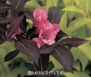 Weigela florida Wine Roses