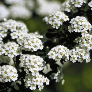 Reeve's spiraea