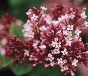 Syr Tinker belle Lilac pink shrub