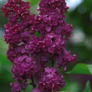 Syrvulg Ludwig Spaeth Lilac red purple