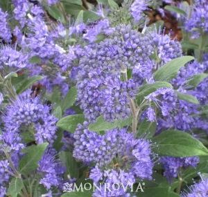 Caryopteris x clandonensis Blue Balloon_MN_wm