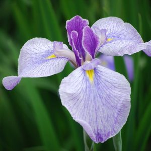 Iris,Suigo-Sawara-aquatic-botanical-garden,Katori-city,Japan