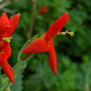 Scarlet_Monkey_Flower
