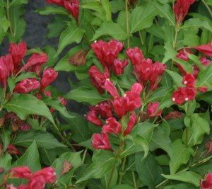 red red cardinal red sonic bloom weigela