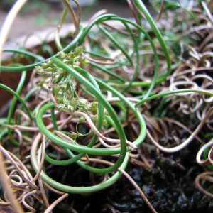 Juncus decipiens