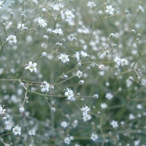 Showy baby's-breath