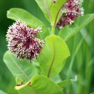 Common milkweed